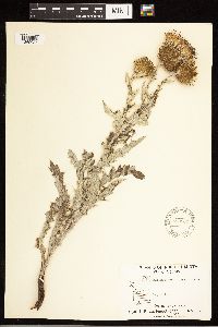Cirsium flodmanii image