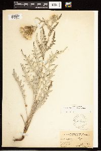 Cirsium flodmanii image