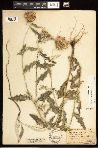 Cirsium flodmanii image