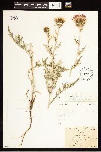 Cirsium flodmanii image