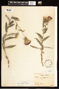 Cirsium flodmanii image