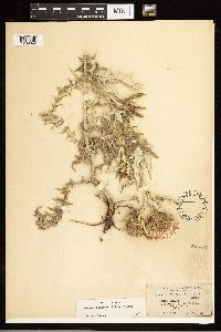 Cirsium flodmanii image