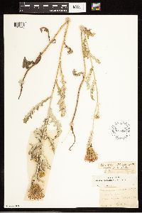 Cirsium flodmanii image