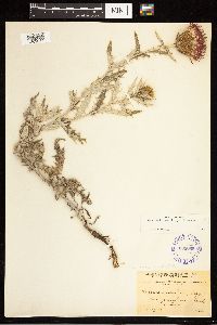 Cirsium flodmanii image