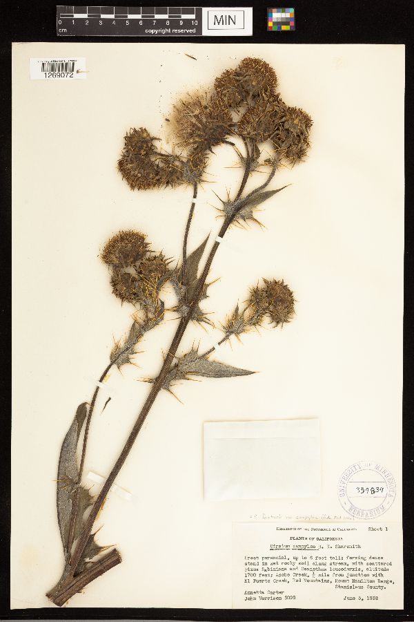 Cirsium fontinale var. campylon image