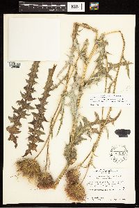 Cirsium grahamii x scariosum image
