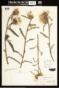 Cirsium hookerianum image