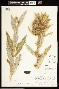 Cirsium hookerianum image