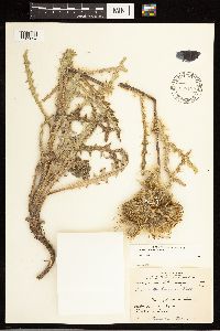 Cirsium hookerianum image