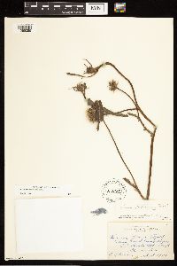 Cirsium hookerianum image
