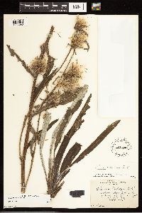 Cirsium hookerianum image