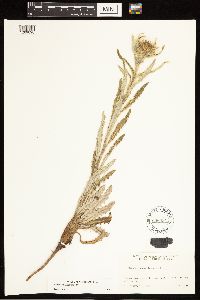 Cirsium hookerianum image
