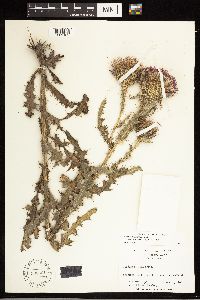 thumbnail image of current specimen