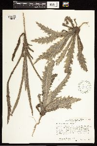 thumbnail image of current specimen