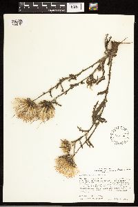thumbnail image of current specimen