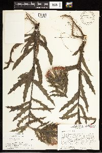 thumbnail image of current specimen