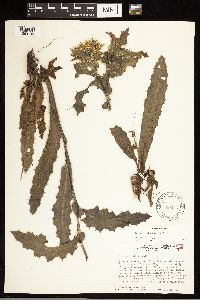 thumbnail image of current specimen