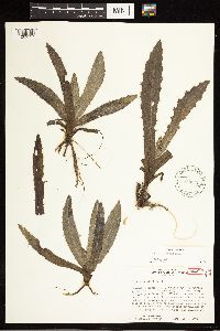 thumbnail image of current specimen