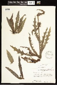 thumbnail image of current specimen