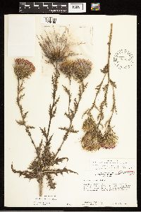 thumbnail image of current specimen