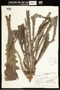Thumbnail image of current specimen