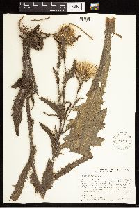 Thumbnail image of current specimen