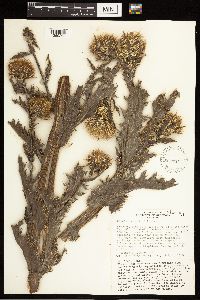 Thumbnail image of current specimen