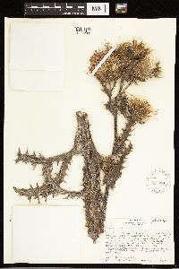 Thumbnail image of current specimen
