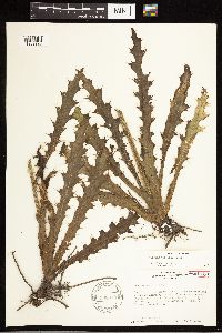 thumbnail image of current specimen