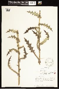 thumbnail image of current specimen