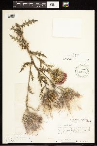 thumbnail image of current specimen