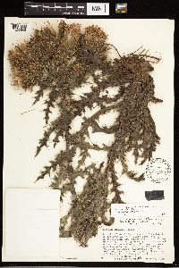 thumbnail image of current specimen