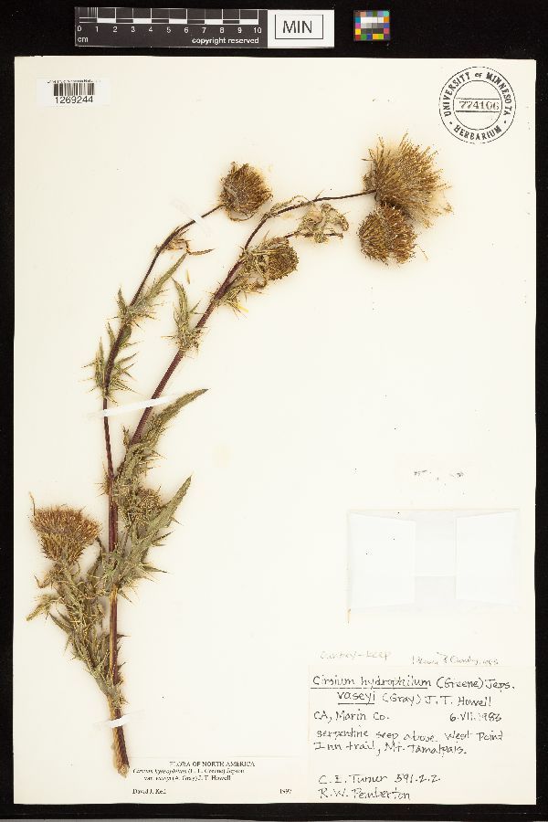 Cirsium hydrophilum var. vaseyi image