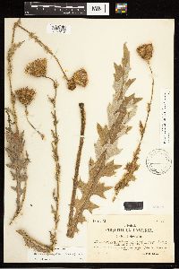 Cirsium hydrophilum var. vaseyi image