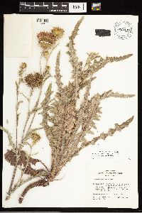 Thumbnail image of current specimen