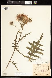 Cirsium muticum image