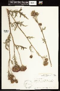 Cirsium muticum image