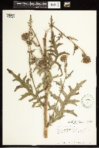 Cirsium muticum image