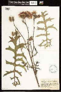 Cirsium muticum image