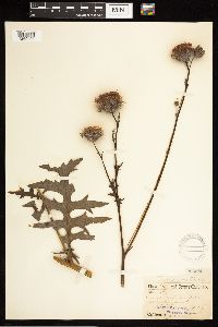 Cirsium muticum image