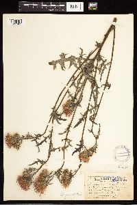Cirsium muticum image