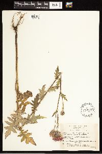 Cirsium muticum image