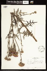 Cirsium muticum image