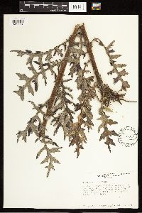 Cirsium muticum image