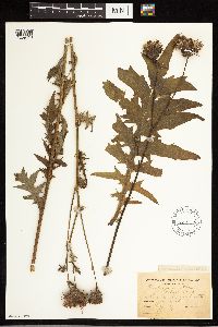 Cirsium muticum image