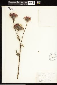 Cirsium muticum image