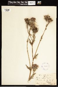 Cirsium muticum image