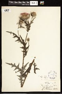 Cirsium muticum image