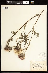 Cirsium muticum image