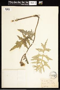 Cirsium muticum image